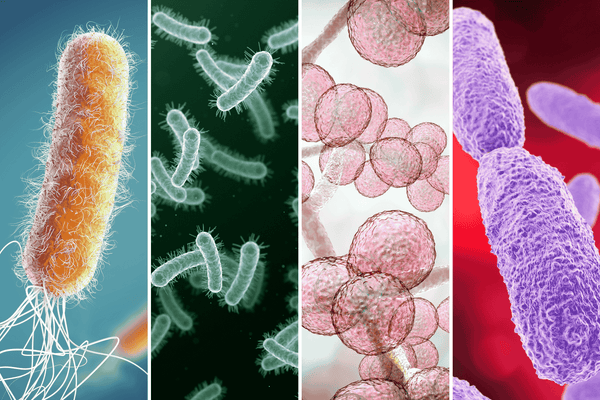 Four Dangerous Pathogens PureCleanse™ Kills Rapidly